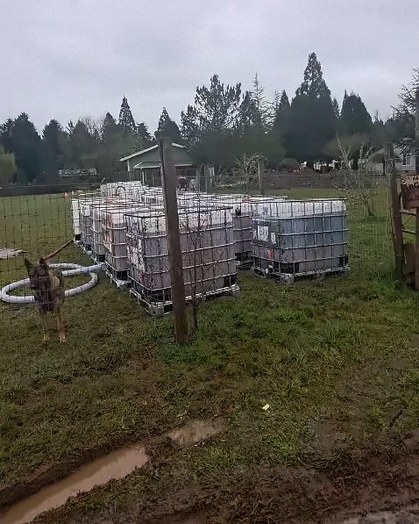 Rows of used-oil totes in a fenced field, with a coiled hose and a German Shepherd keeping watch